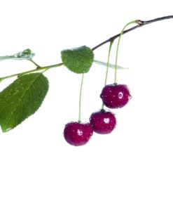 Black Currant