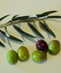 Organic Frantoio