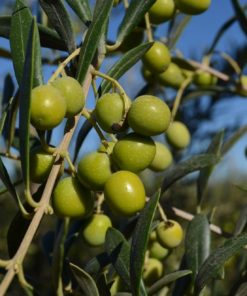 Organic Chetoui