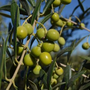 Olive Wood Smoked Olive Oil