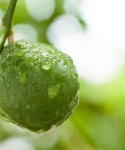 Persian Lime