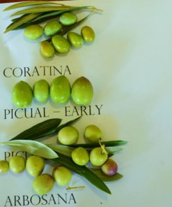 Coratina