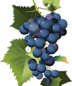 Traditional Balsamic