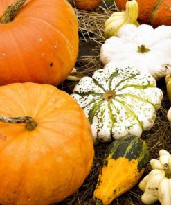 Butternut Squash Seed