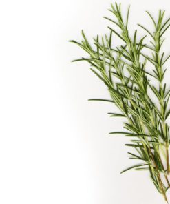 Rosemary Olive Oil